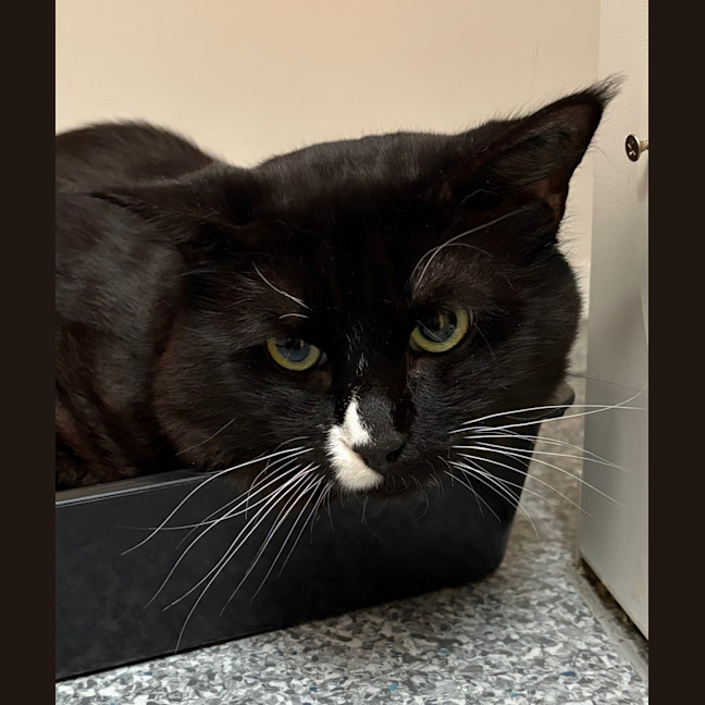 Photo of Bob The Builder