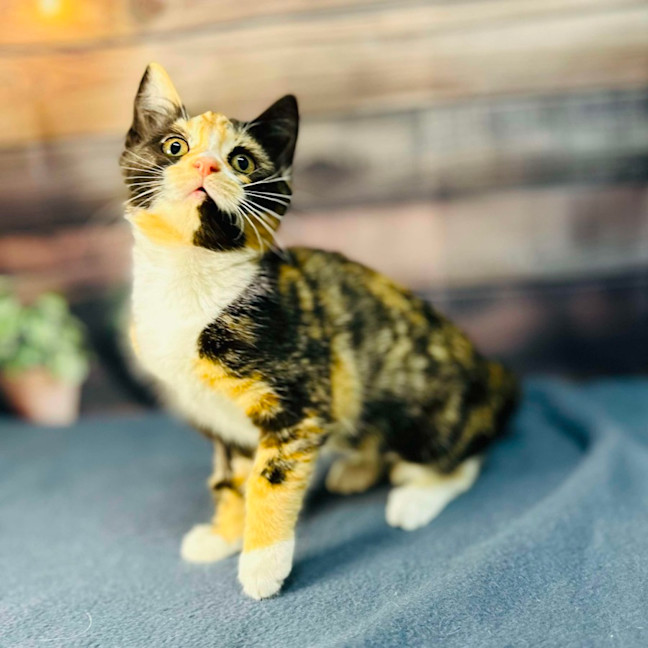 Photo of Aurora   Located In Wallan