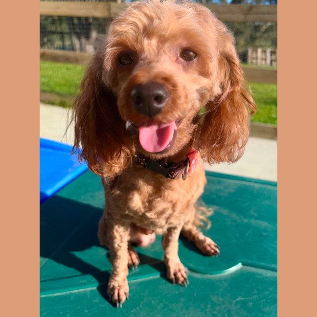 Photo of Buddy 
