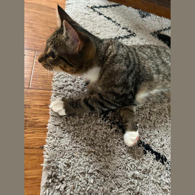 Photo of Cosmo