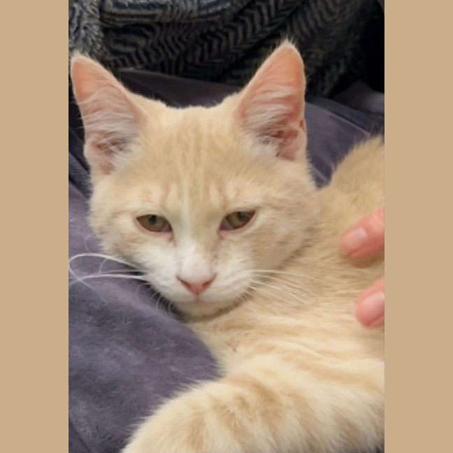 Photo of Creamy Alfredo