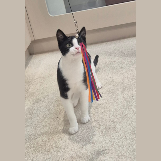 Photo of Bromley (9081)