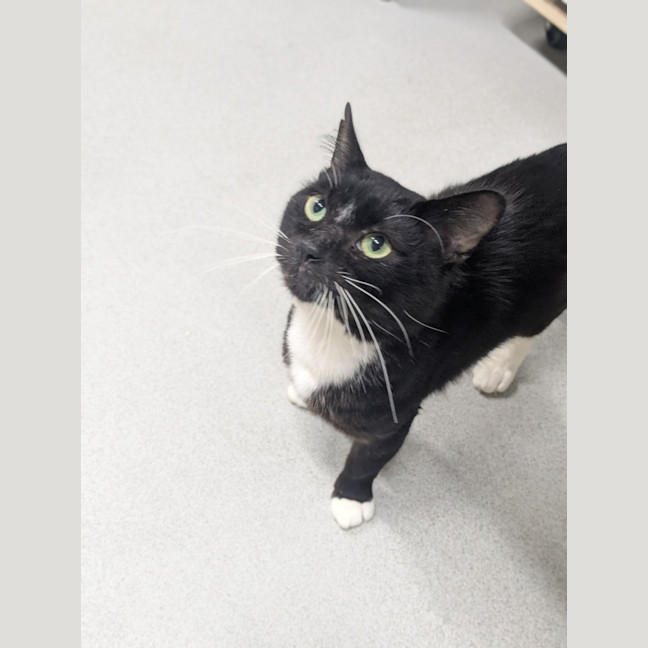 Photo of 🎇 Comet 6907 🎇