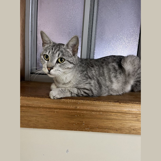 Photo of Nina   Available Pet Quarters Thornton 