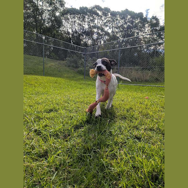Photo of Gypsy