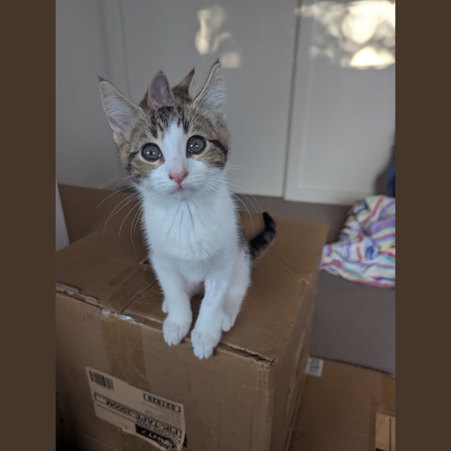 Photo of Sophia Golden