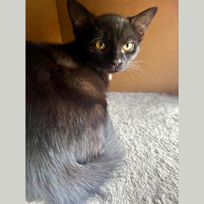 Photo of Beau