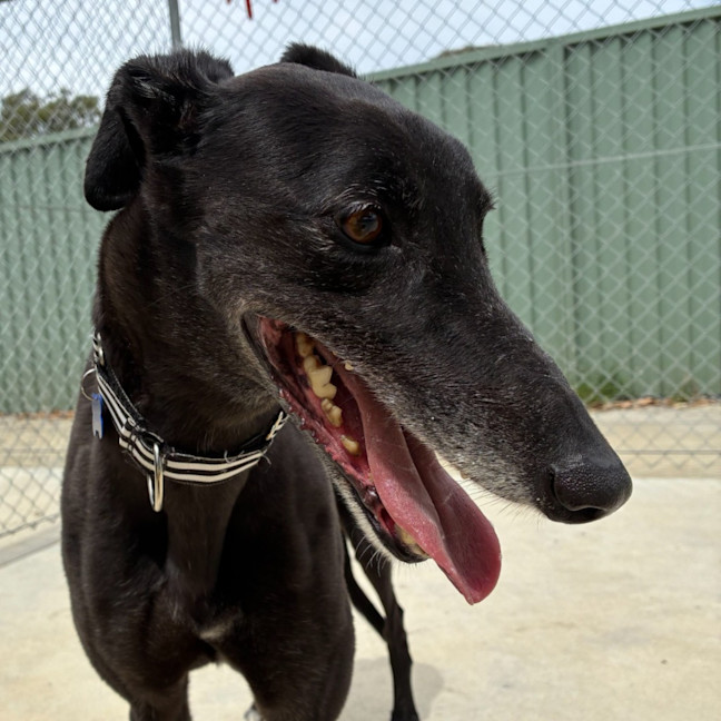 Photo of Queen The Greyhound