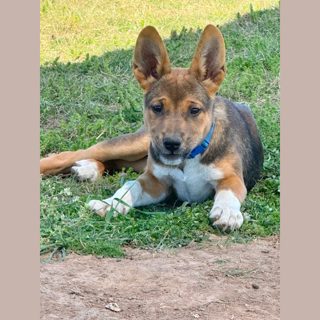 Photo of Rex 