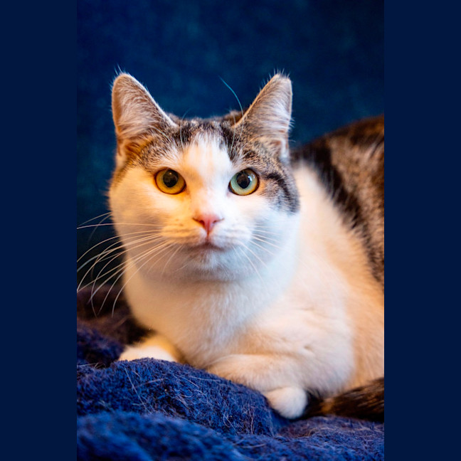 Photo of Tibby