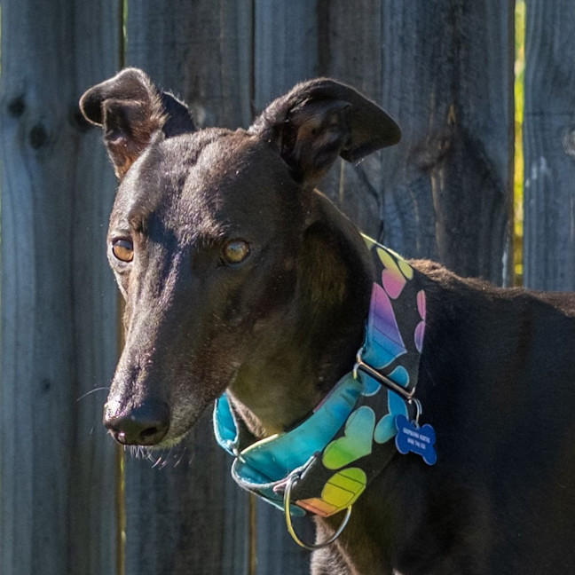Photo of Poppet The Greyhound