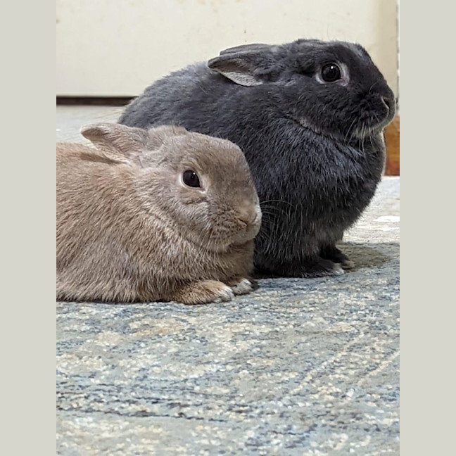 Photo of Dreamer And Bubbly