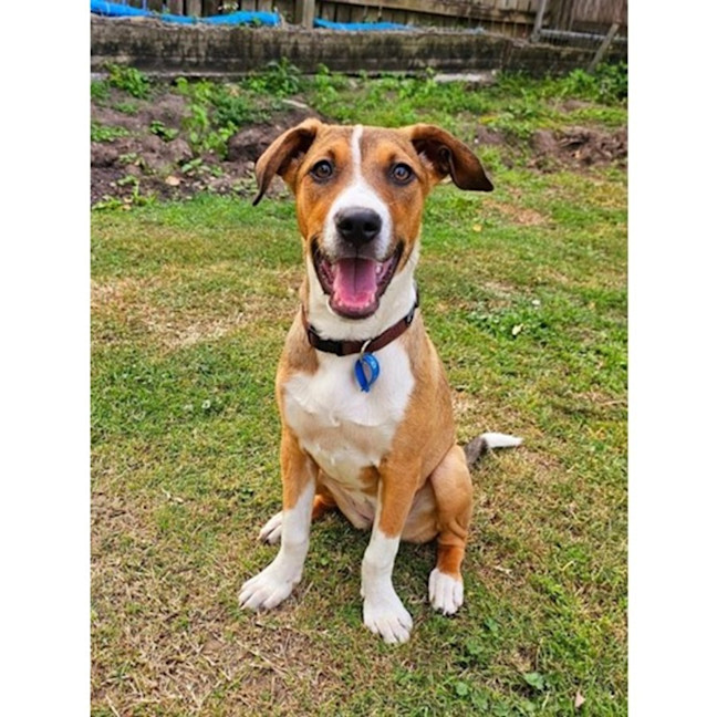 Photo of Gidget *$350 Adoption Fee*