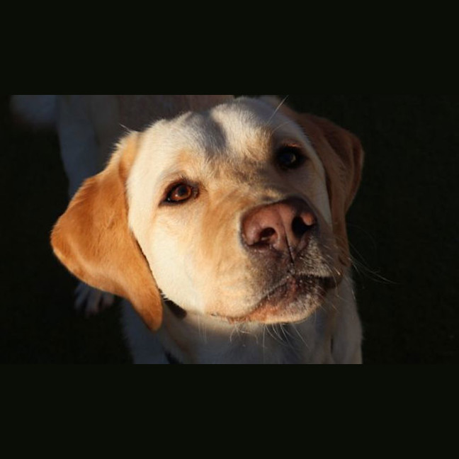 Photo of Buddy