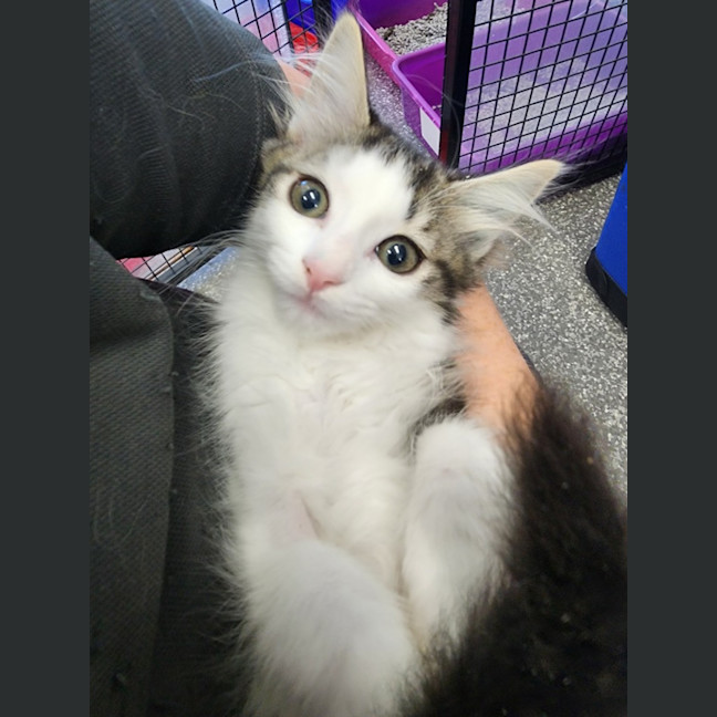 Photo of Princess Kittens