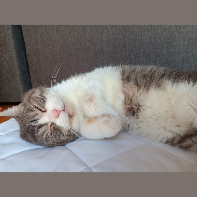 Photo of Link