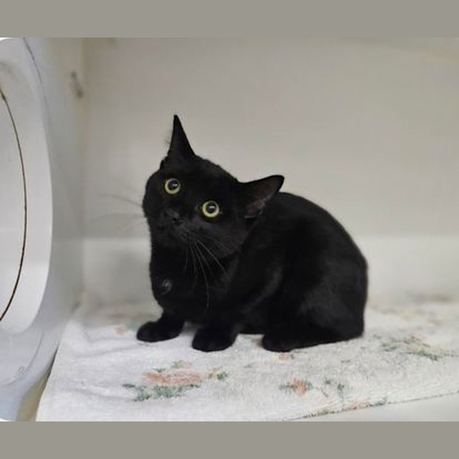 Photo of Jiji