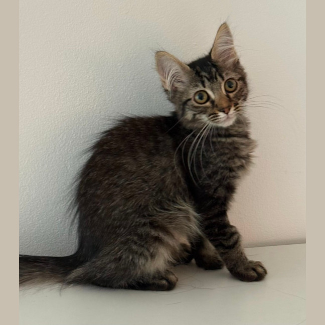 Photo of Waffle
