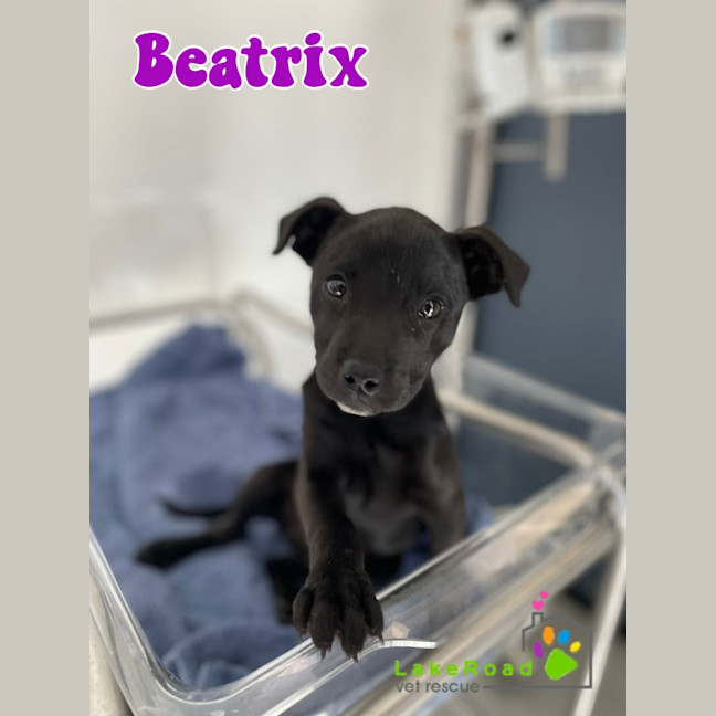 Photo of Beatrix