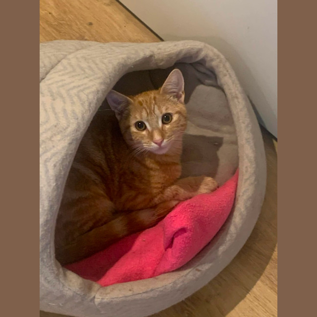 Photo of Ziggy & Bowie