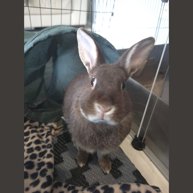 Photo of Olive (W Basil)