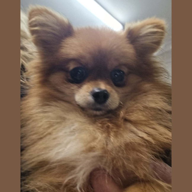 Photo of Bailey