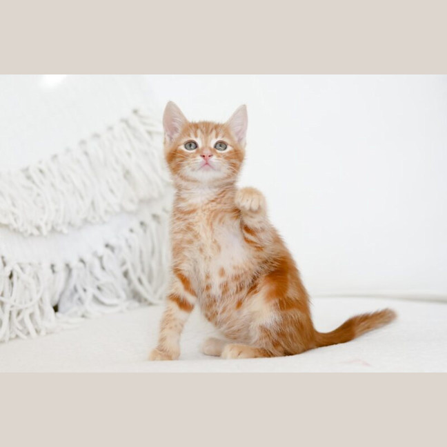 Photo of Milton