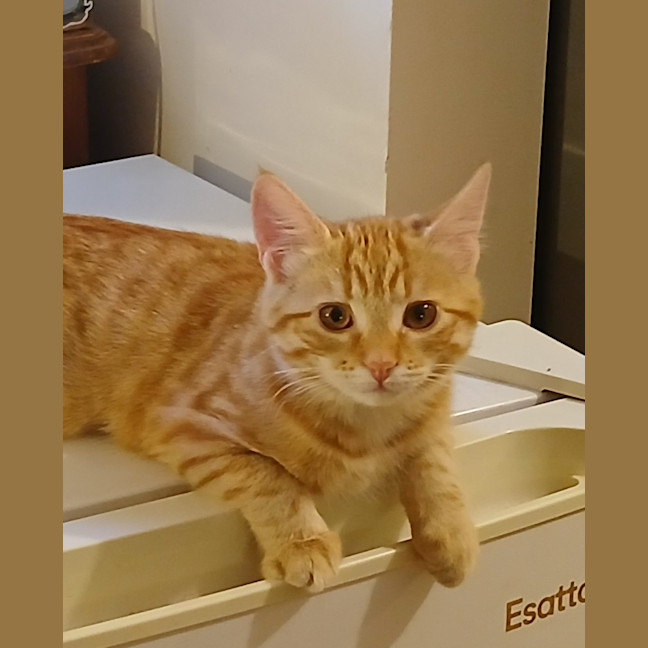 Photo of Devorah