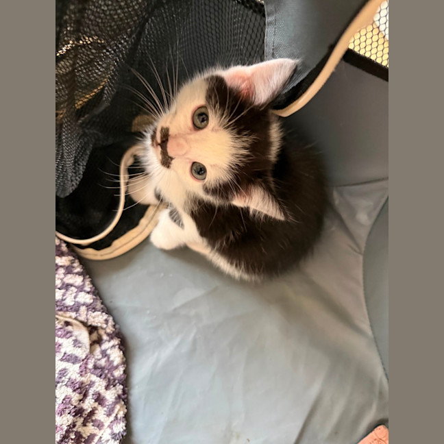 Photo of Flirt Meet Me At Petstock Chelsea