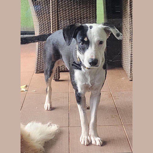 Photo of Flip