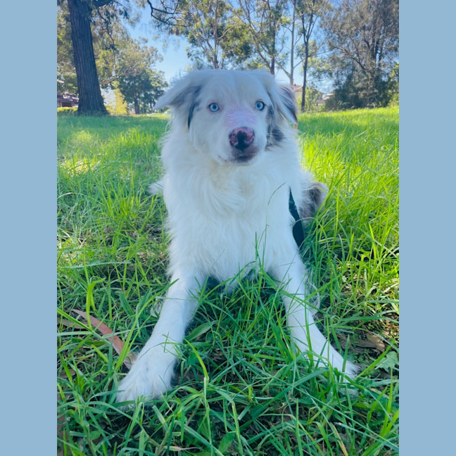 Photo of Apollo