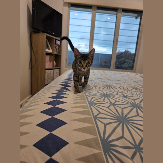 Photo of Nova