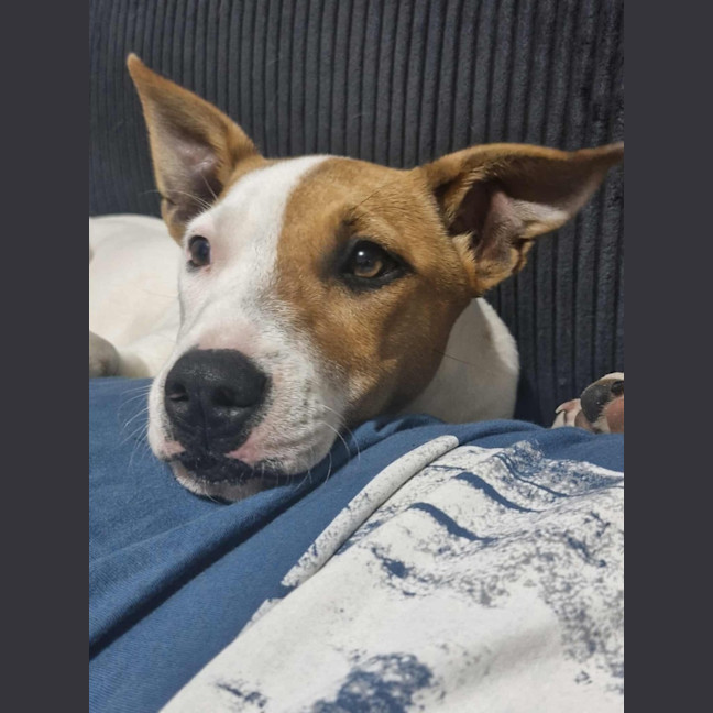 Photo of Choc Chip