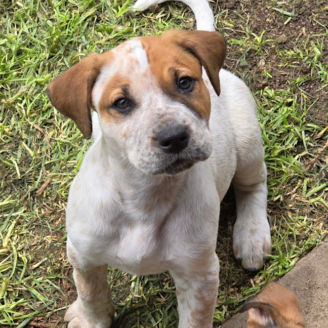 Photo of Finn The Human