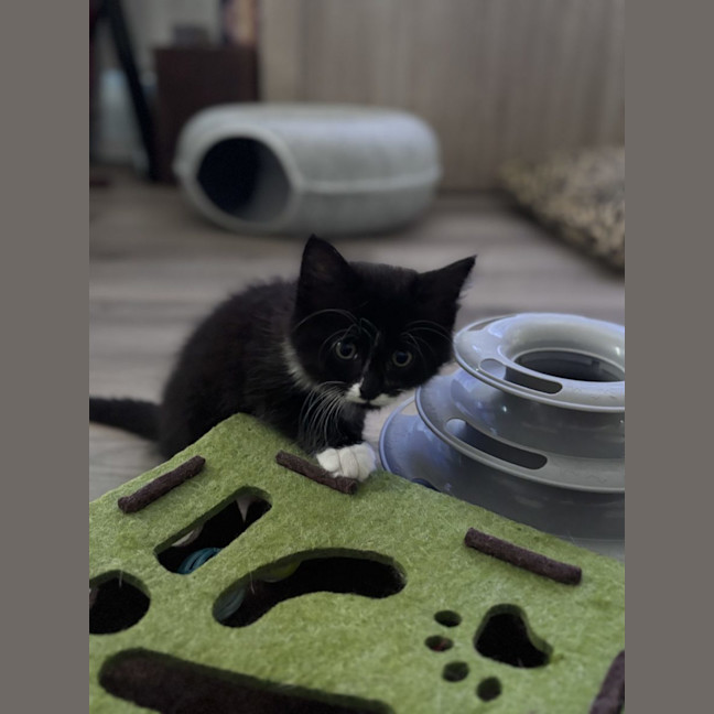 Photo of Harry  Reviewing Applications