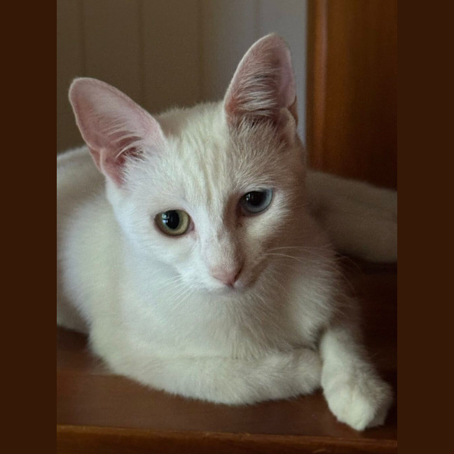 Photo of Ula