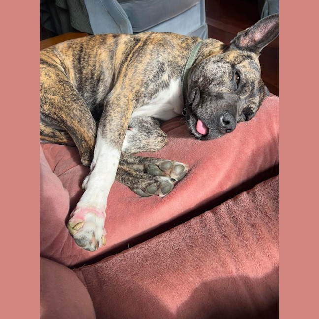 Photo of Lola