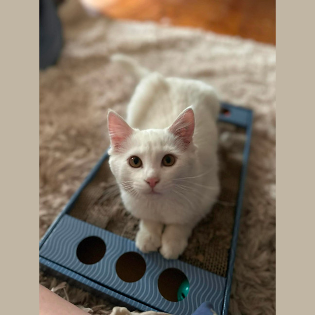 Photo of Rumi & Finn