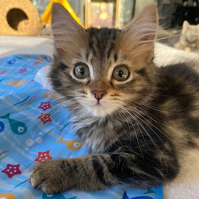 Photo of Guppy