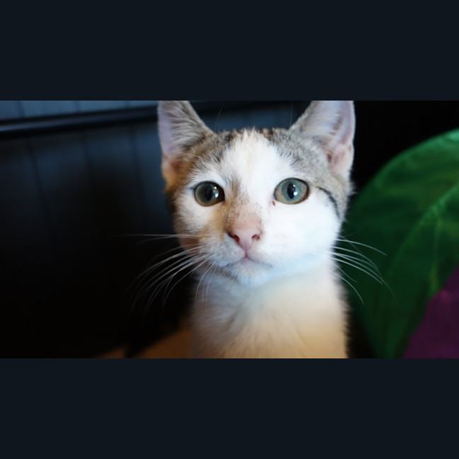 Photo of Bash