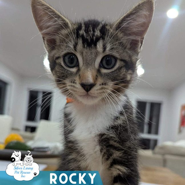 Photo of Rocky