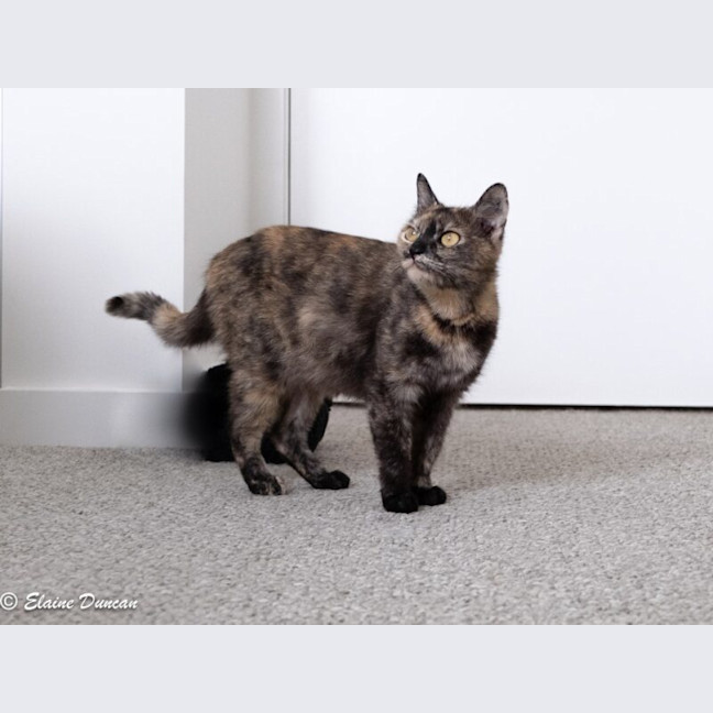 Photo of Roxie