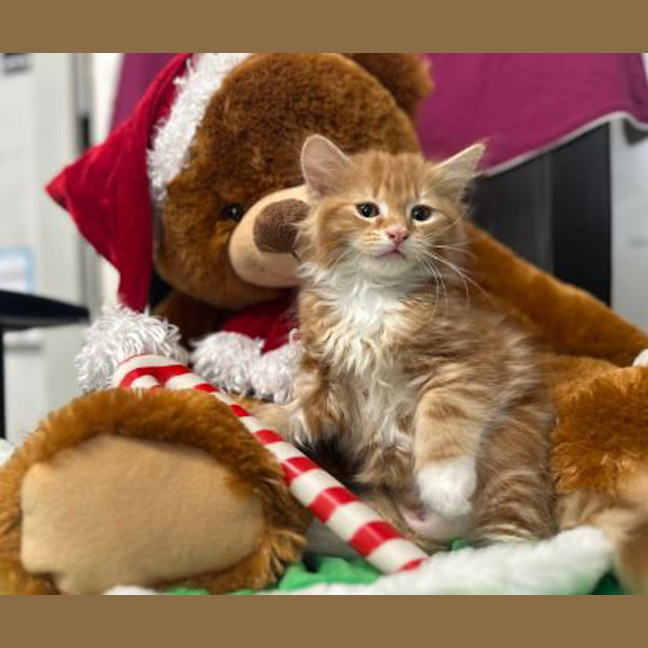 Photo of Little Pedey