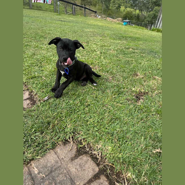 Photo of Mickey   14 Week Old Cattle Dog X Staffy