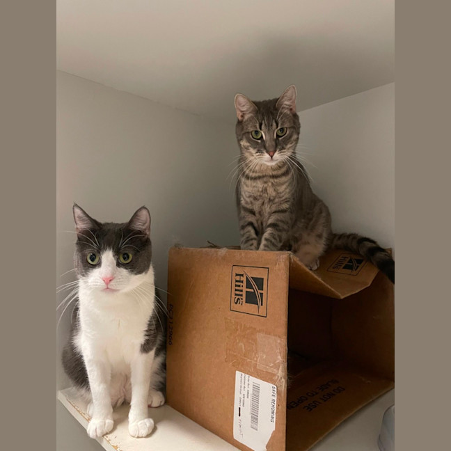 Photo of Dorian And Sterling