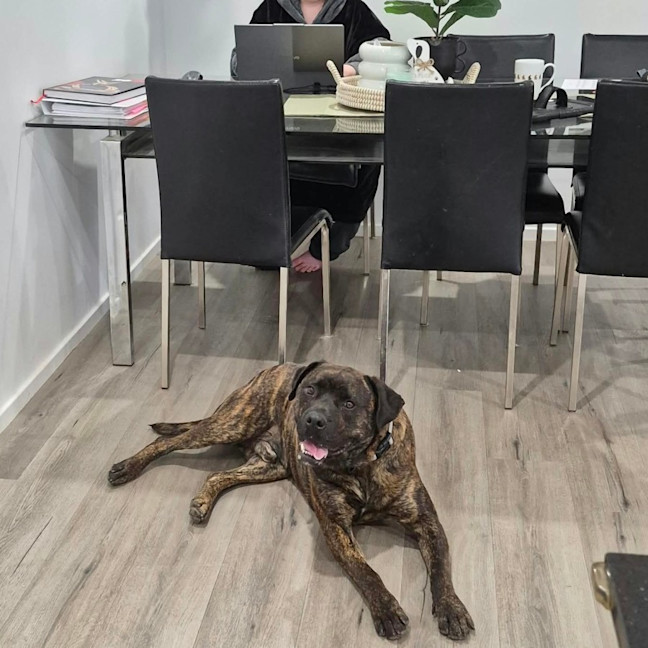 Photo of Rex