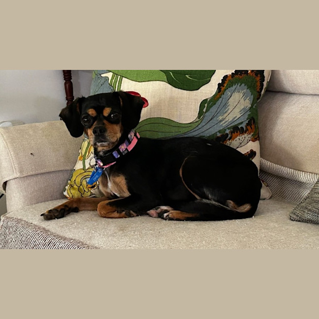Photo of Pixie