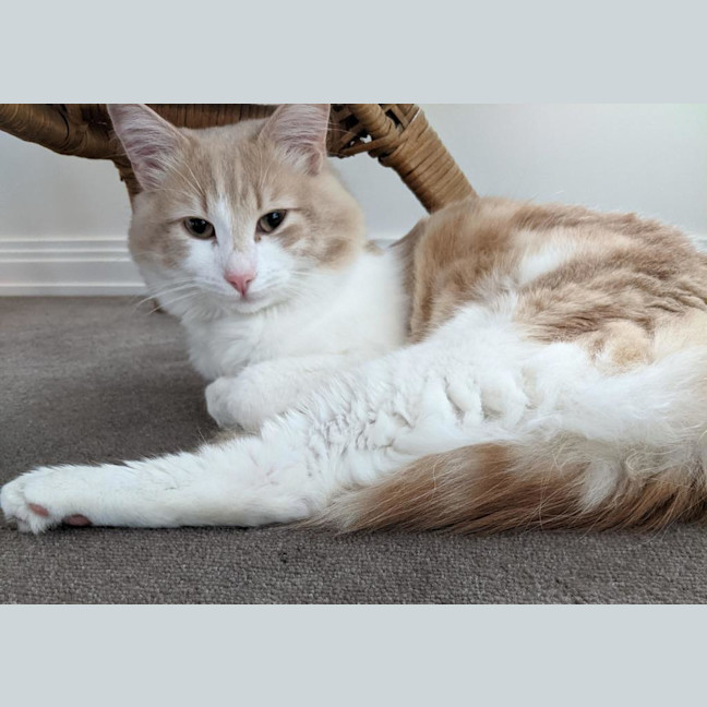 Photo of Slinky George