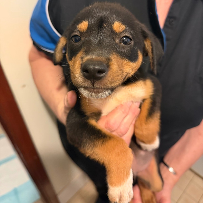 Photo of Pupperoni