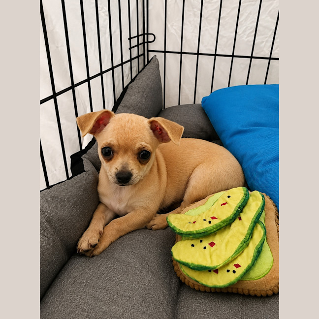 Photo of Milo